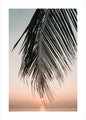Sonnenuntergangsblätter | POSTER