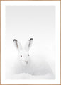 Weißes Kaninchen | POSTERBAND