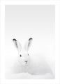 Weißes Kaninchen | POSTER