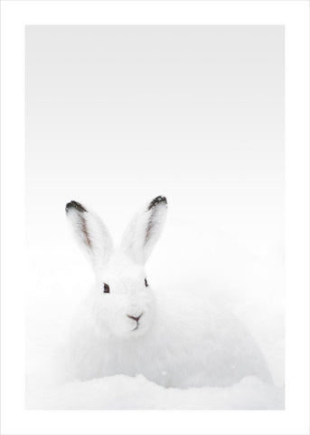 Weißes Kaninchen | POSTER