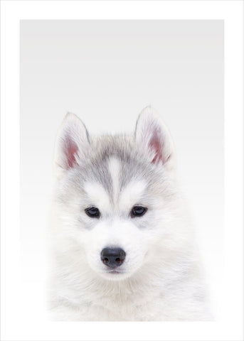 Weißer Wolf | POSTER