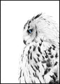 Weiße Eule | POSTERBAND