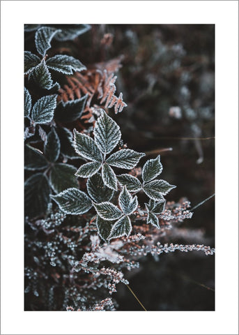 Winterblätter 1 | POSTER