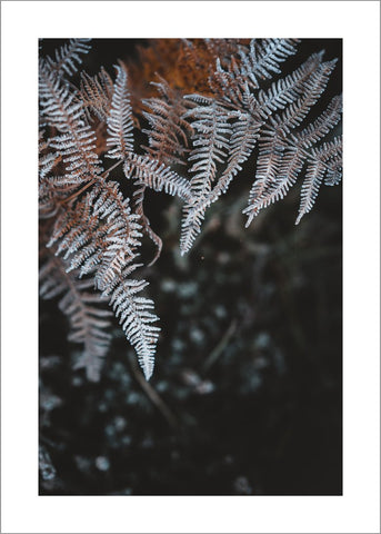 Winterblätter 2 | POSTER