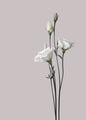 Blume 2 | POSTER