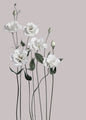 Blume 1 | POSTER