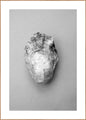 Oyster 1 | Plakatbrett