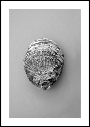 Oyster 3 | Plakatbrett