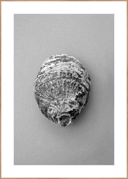Oyster 3 | Plakatbrett