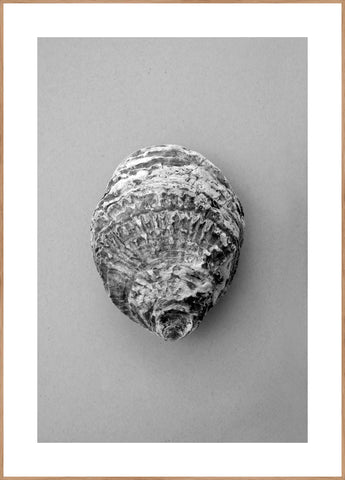 Oyster 3 | Plakatbrett