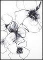 Blumenlinie 2 | POSTERBAND