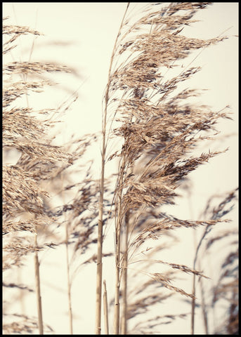 Reed 1 | Plakatbrett