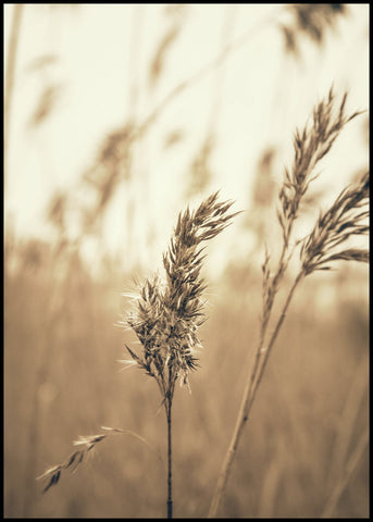 Reed 3 | Plakatbrett