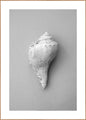 Shell | Plakatbrett
