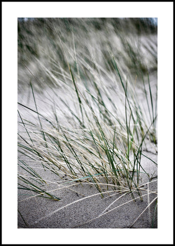 Wilde Strohhalme | Gerahmtes Druck
