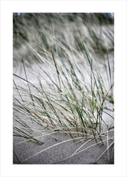 Wilde Strohhalme | POSTER
